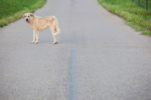 Mastiff dog in the middle of country road.  Road safety concept