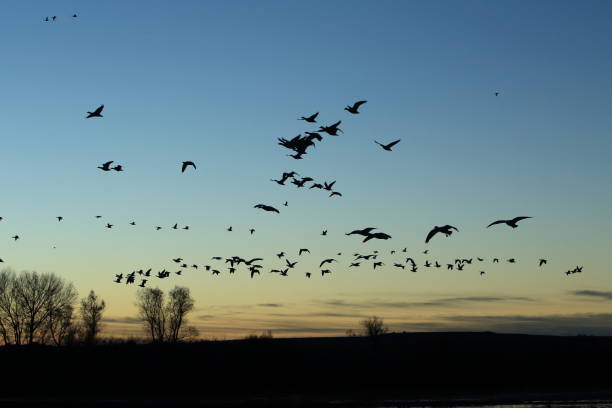 istock Snow geese Bosque del Apache, New Mexico USA 958210796