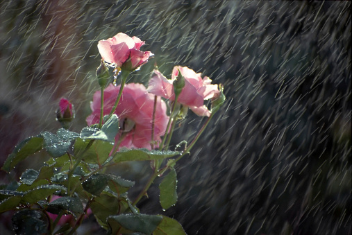 garden of roses. English rose garden after a rain. Red roses in drops of dew
