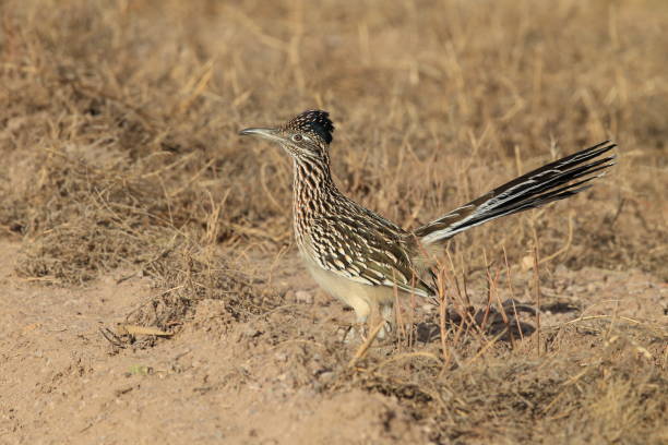 istock Roadrunner Bosque del Apache wildlife refuge in New Mexico. 958212976