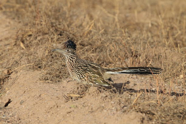 istock Roadrunner Bosque del Apache wildlife refuge in New Mexico. 958213210