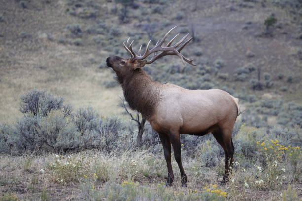istock Elk (Wapiti), Cervus elephas,Mammoth Springs in Yellowstone National Park 958213262