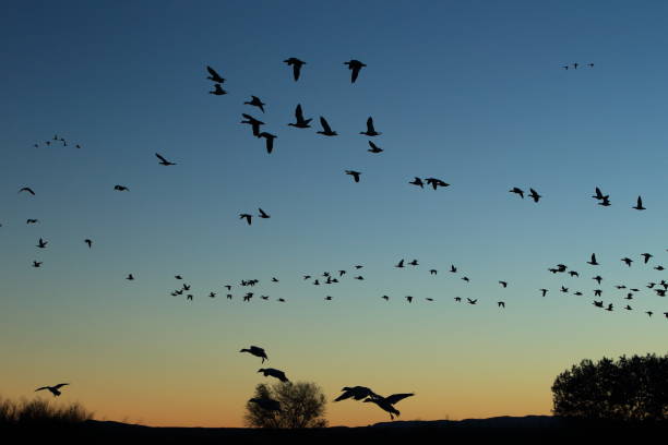 istock Snow geese Bosque del Apache, New Mexico USA 958213296