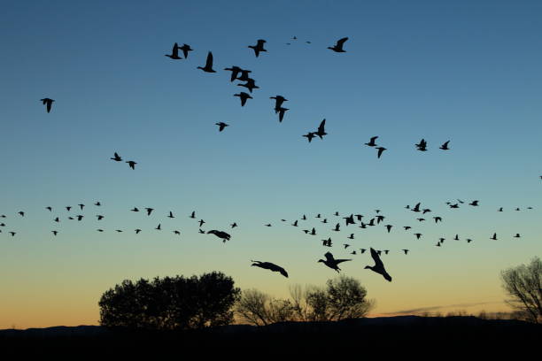 istock Snow geese Bosque del Apache, New Mexico USA 958213304