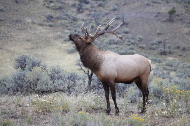 istock Elk (Wapiti), Cervus elephas,Mammoth Springs in Yellowstone National Park 958213424