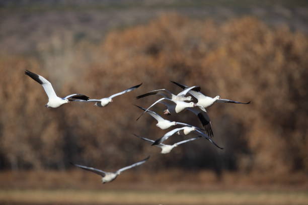 istock Snow geese Bosque del Apache, New Mexico USA 958213562