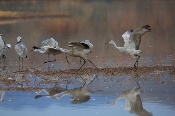 istock Sandhill Crane Bosque del Apache Wildlife Reserve New Mexico USA 958213636