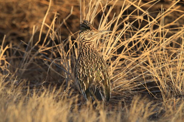 istock Roadrunner Bosque del Apache wildlife refuge in New Mexico. 958213790