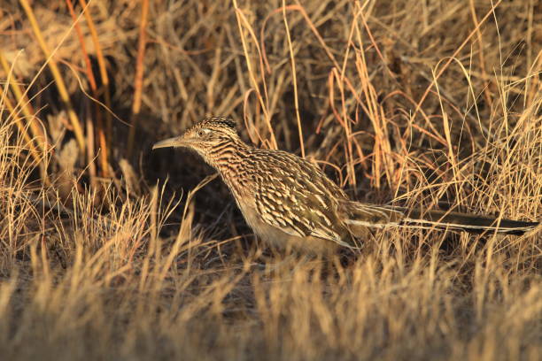 istock Roadrunner Bosque del Apache wildlife refuge in New Mexico. 958213792