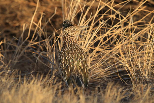 istock Roadrunner Bosque del Apache wildlife refuge in New Mexico. 958213800