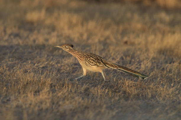 istock Roadrunner Bosque del Apache wildlife refuge in New Mexico. 958213912