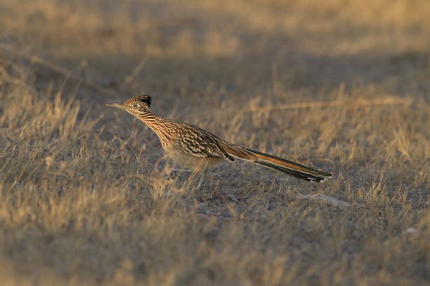 istock Roadrunner Bosque del Apache wildlife refuge in New Mexico. 958213922