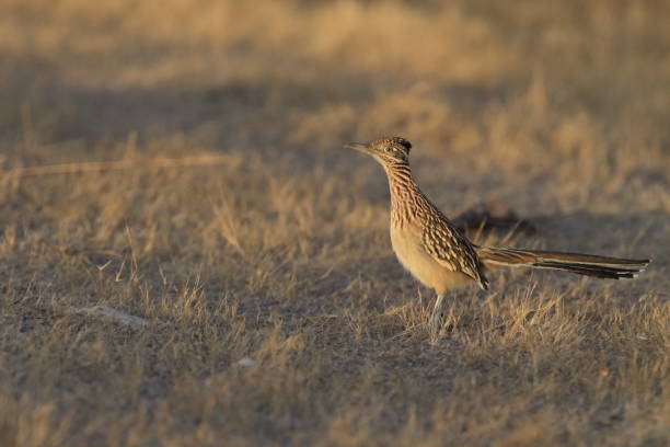 istock Roadrunner Bosque del Apache wildlife refuge in New Mexico. 958213936