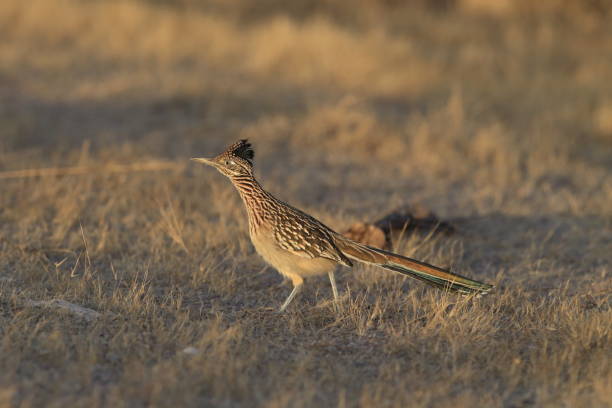 istock Roadrunner Bosque del Apache wildlife refuge in New Mexico. 958213938