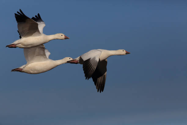 istock Snow geese Bosque del Apache, New Mexico USA 958214074