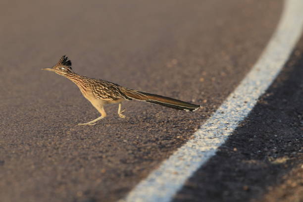 istock Roadrunner Bosque del Apache wildlife refuge in New Mexico. 958214168