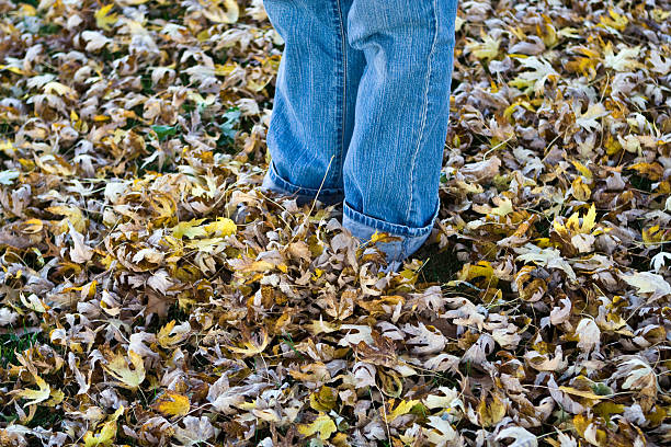 Bluejeans in leaves stock photo