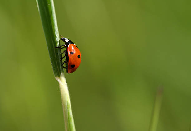 istock LadyBug perched on a Green Blade of Grass 95821540