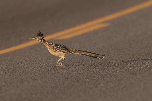 istock Roadrunner Bosque del Apache wildlife refuge in New Mexico. 958216224