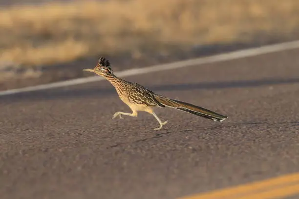 Roadrunner Bosque del Apache wildlife refuge in New Mexico.