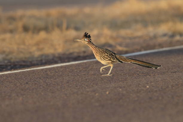 istock Roadrunner Bosque del Apache wildlife refuge in New Mexico. 958216370