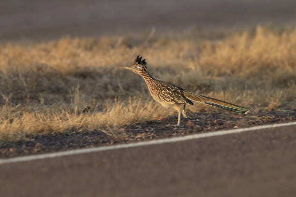 istock Roadrunner Bosque del Apache wildlife refuge in New Mexico. 958216378