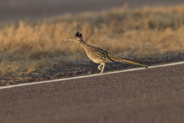 istock Roadrunner Bosque del Apache wildlife refuge in New Mexico. 958216380