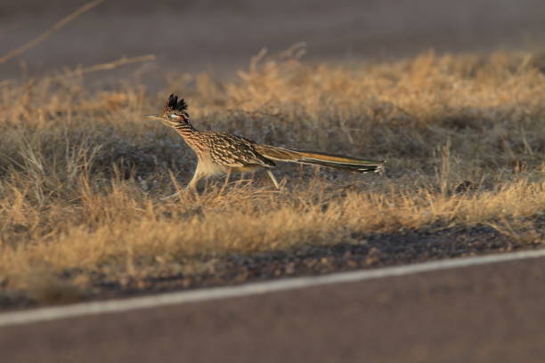 Roadrunner Bosque del Apache wildlife refuge in New Mexico.
