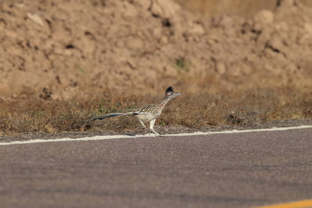 istock Roadrunner Bosque del Apache wildlife refuge in New Mexico. 958216592