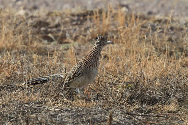 istock Roadrunner Bosque del Apache wildlife refuge in New Mexico. 958216730