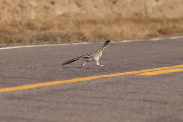 istock Roadrunner Bosque del Apache wildlife refuge in New Mexico. 958216804