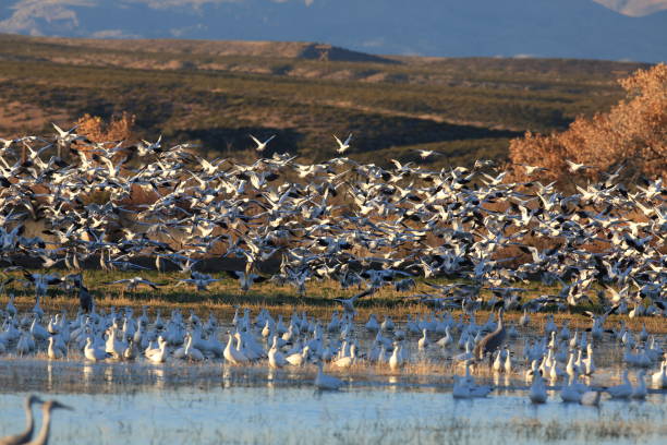 istock Snow geese Bosque del Apache, New Mexico USA 958216862