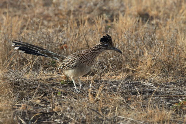istock Roadrunner Bosque del Apache wildlife refuge in New Mexico. 958216894