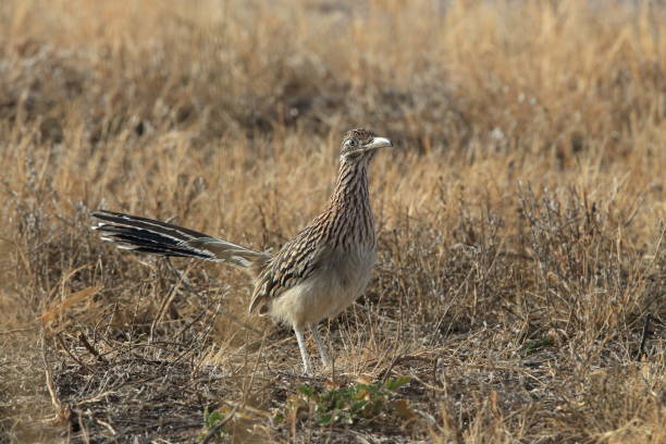 istock Roadrunner Bosque del Apache wildlife refuge in New Mexico. 958216948