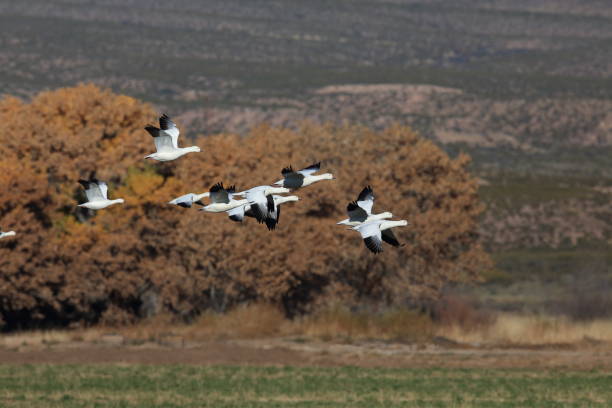 istock Snow geese Bosque del Apache, New Mexico USA 958217000
