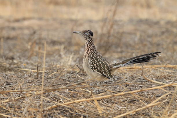 istock Roadrunner Bosque del Apache wildlife refuge in New Mexico. 958217092