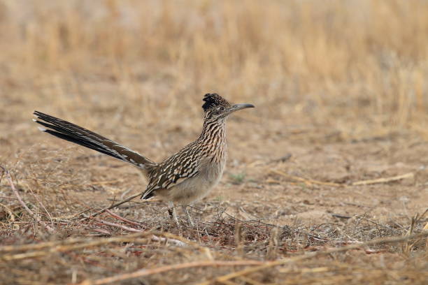 istock Roadrunner Bosque del Apache wildlife refuge in New Mexico. 958217104