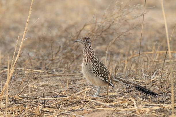 istock Roadrunner Bosque del Apache wildlife refuge in New Mexico. 958217120