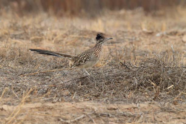 istock Roadrunner Bosque del Apache wildlife refuge in New Mexico. 958217270