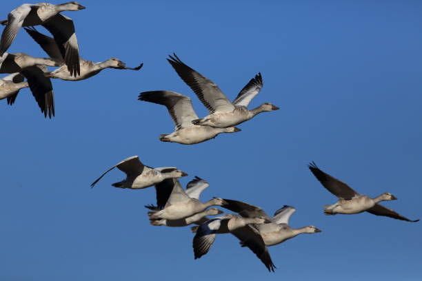 istock Snow geese Bosque del Apache, New Mexico USA 958217400