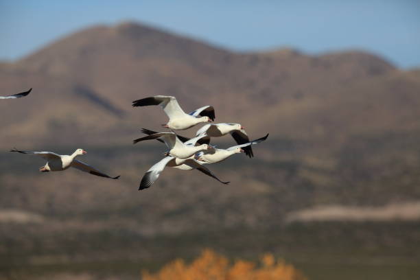 istock Snow geese Bosque del Apache, New Mexico USA 958217494