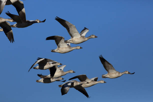 istock Snow geese Bosque del Apache, New Mexico USA 958217632