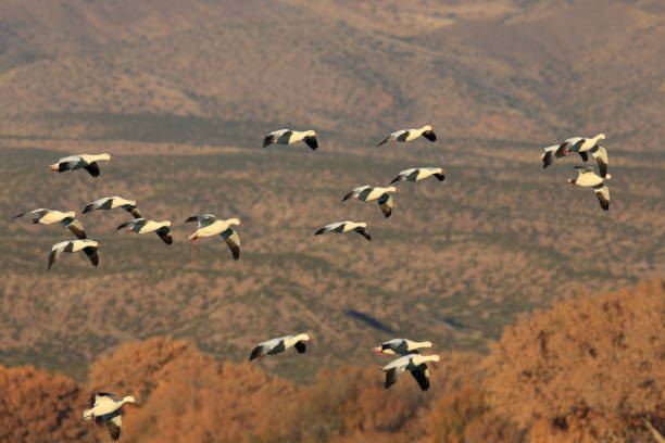 istock Snow geese Bosque del Apache, New Mexico USA 958217794