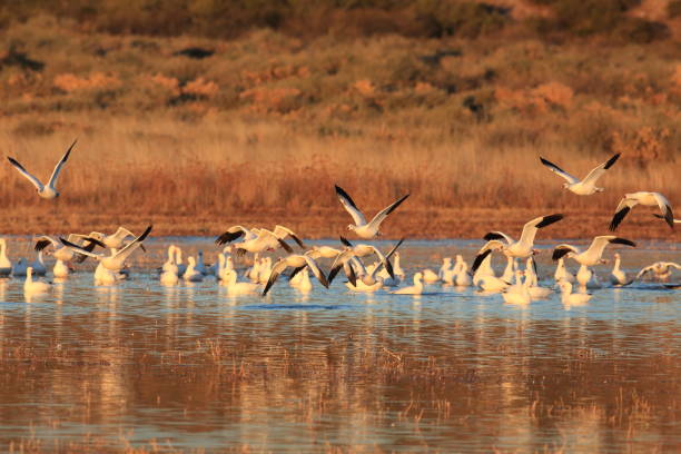istock Snow geese Bosque del Apache, New Mexico USA 958217806