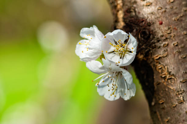 istock Japanese apricot sakura flower 958218840