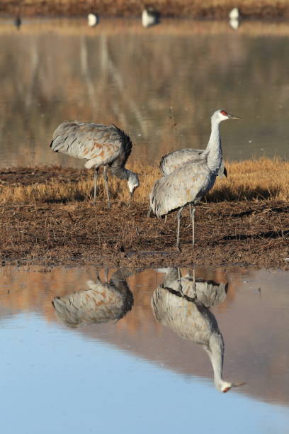 istock Sandhill Crane Bosque del Apache Wildlife Reserve New Mexico USA 958220992