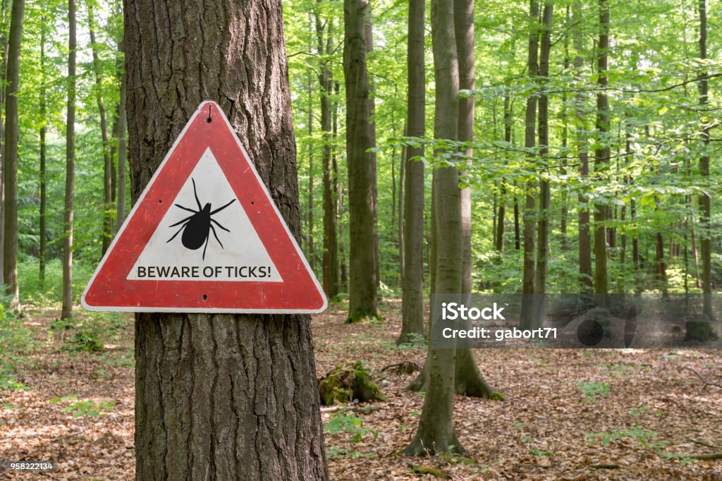 tick insect warning sign tick insect warning sign in forest Tick - Animal Stock Photo