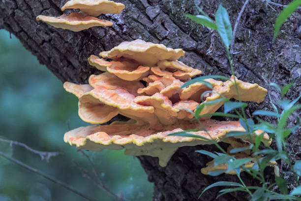 istock Yellow mushroom on a tree. Laetiporus sulphureus 958222586