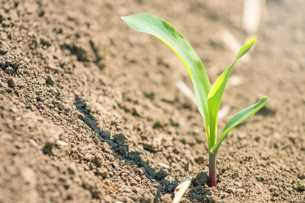 istock Young green corn growing on the field. Young Corn Plants. 958225542