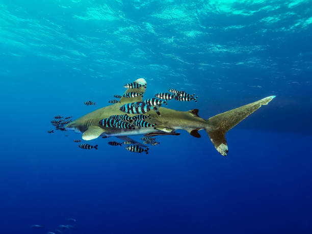 Shark - Longimanus Shark - Longimanus	in read sea pilot fish stock pictures, royalty-free photos & images